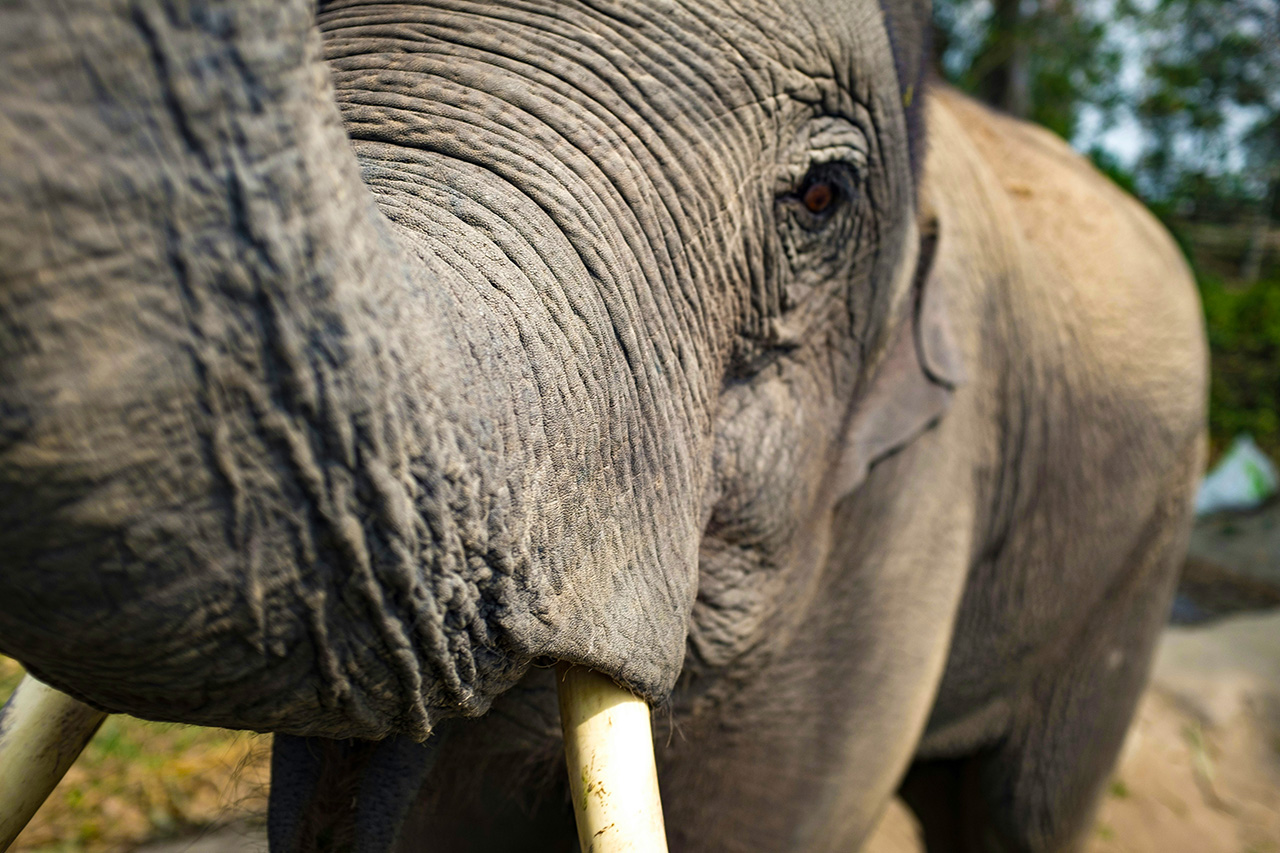 Elephants at the sanctuary.
